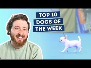 Comment on ‘The Dogs Were Good Again This Week’ by chrisanthemama