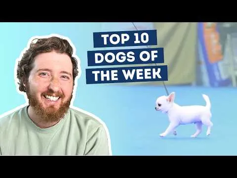 Comment on ‘The Dogs Were Good Again This Week’ by chrisanthemama
