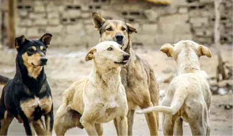 Egypt bans poisoning of street dogs under new national strategy