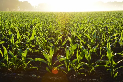 How Much American Farmland Is Chinese-Owned?