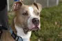 'It's Dog Racism:' Pit Bull Activists Dangerously Wrong