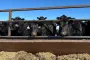 Where's the Beef...From? Trump's Meat Plan Is a Mess