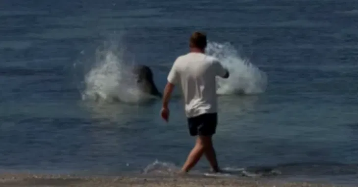 Man accused of hurling rock at rare seal was assaulted, lawyer says