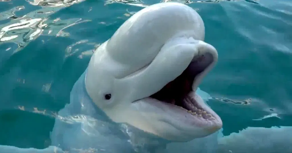 Massive effort to save beluga whales who were at risk of being euthanized