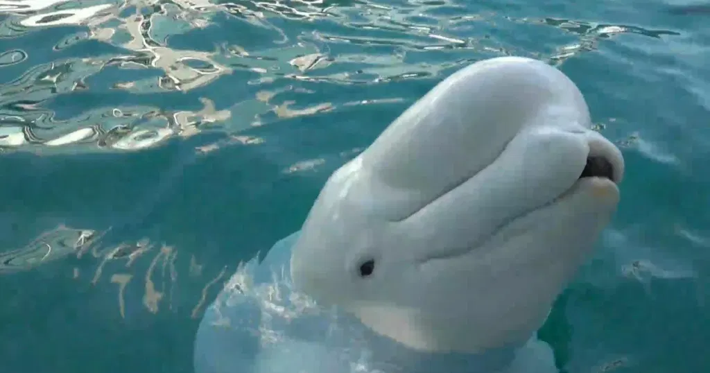 Beluga whales transferred to U.S. aquariums after Canadian theme park closes