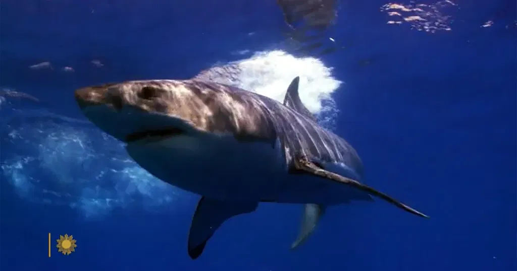 Nature: Great white sharks in Mexico