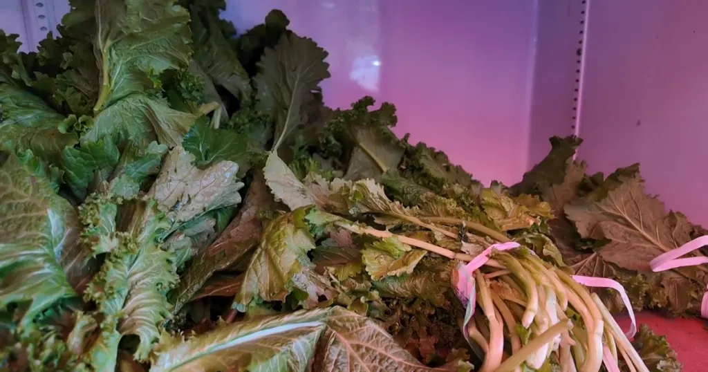 CBS News poll finds many changing their eating habits amid cyclospora outbreak