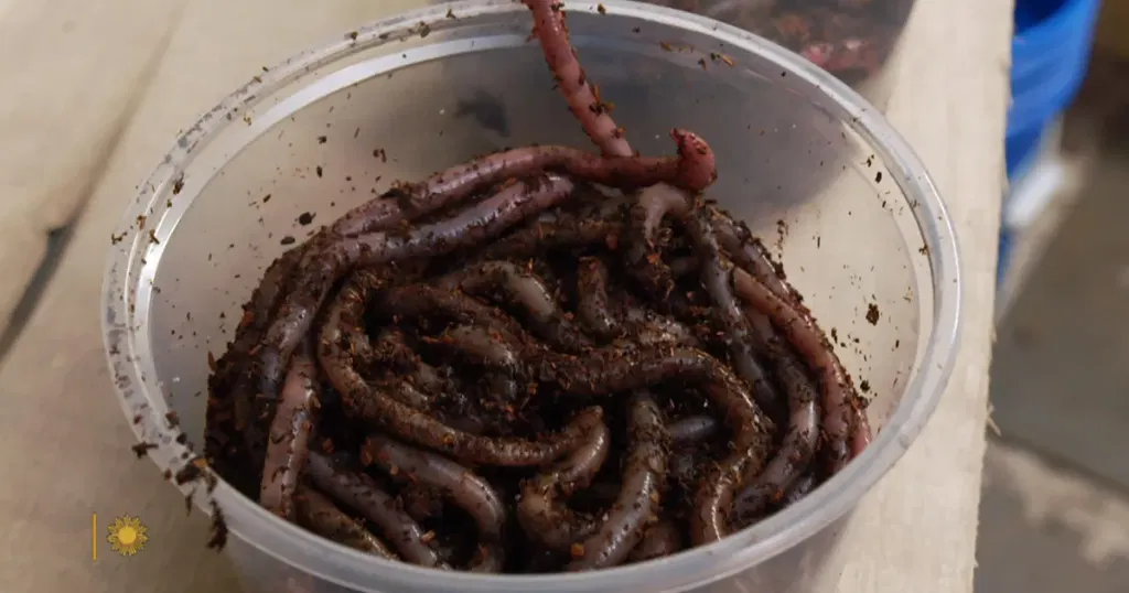 The "magic" of worm grunting