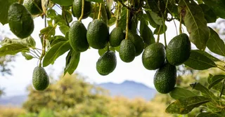 The avocado's sex life has run on the same schedule for 42 million years
