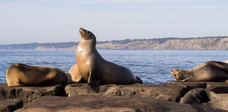 Authorities would like people to stop decapitating dead sea lions