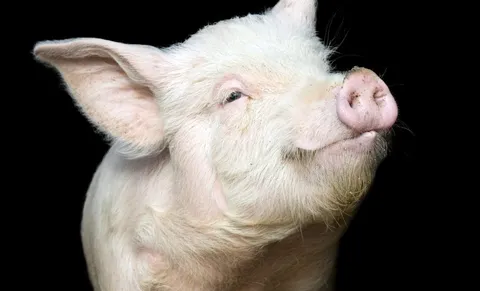 A pig named Daisy rates foods by how much she licks her lips