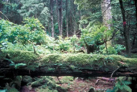 Alaska's "Dr. Seuss House" is a stacked-cabin tower deep in the woods