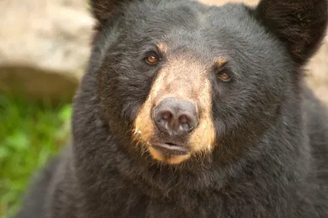Bears, smarter than average, decide to attend Calabasas school