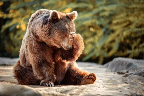 Bears in Japan also sick of humans