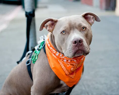 Ice-cream-obsessed senior dog proves that the sweet treat is the key to longevity!