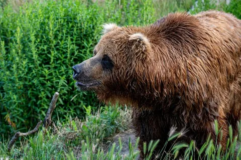 Bear shows hiker who is boss