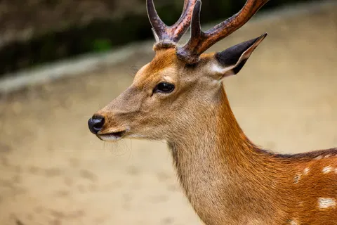 What happens when a deer smashes through a Funko Pop store?