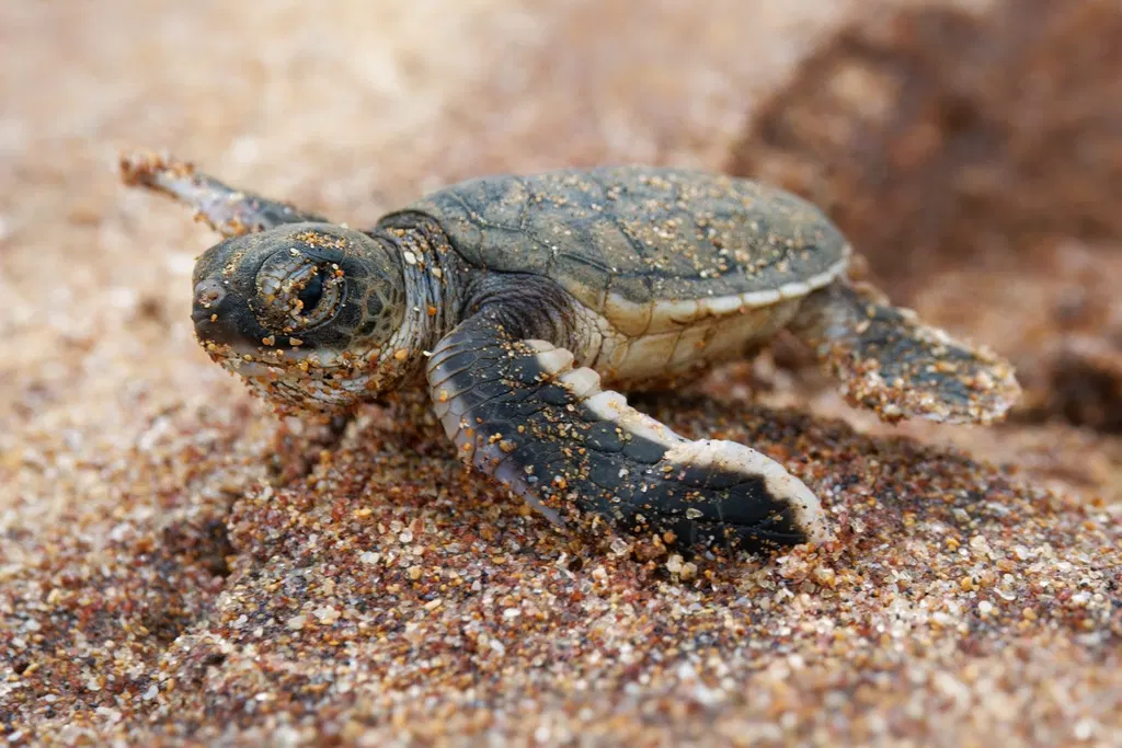 Sea turtles are nesting on the U.S. West Coast for the first time on record