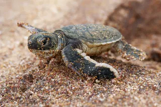 Sea turtles are nesting on the U.S. West Coast for the first time on record