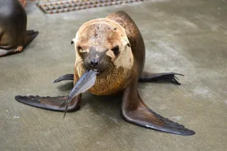 Happy Mutants! Please help rescue marine mammals!