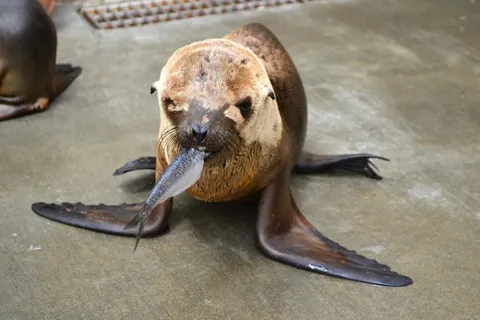 Happy Mutants! Please help rescue marine mammals!