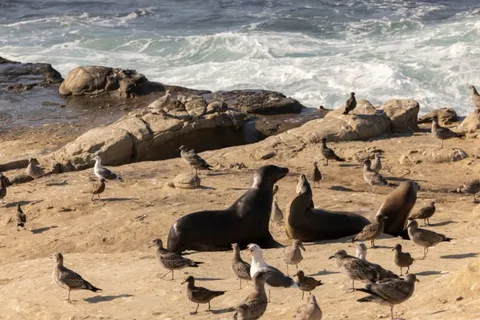 Half the sea lion pups died at La Jolla Cove. People are arguing about cones