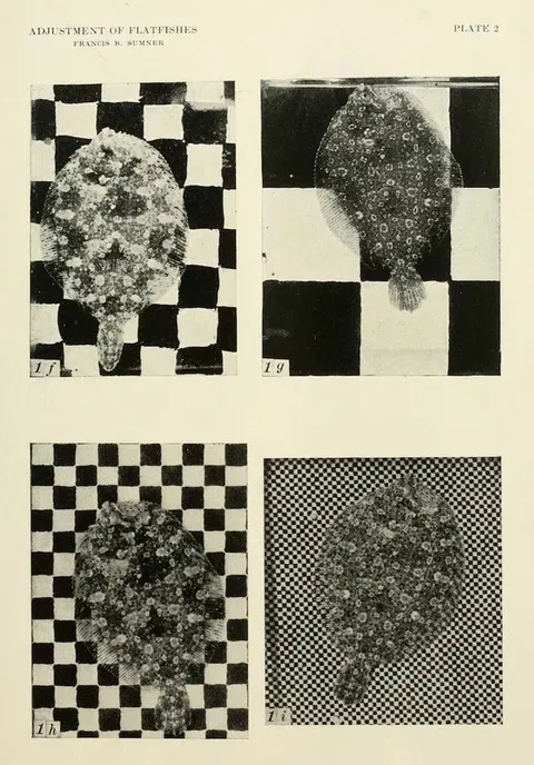 These 100-year-old flounder photos look like abstract design studies
