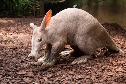 Baby aardvarks look like tiny aliens