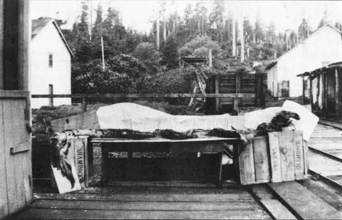 Workers opened a whale in 1937 and found something inside that still doesn't have a name