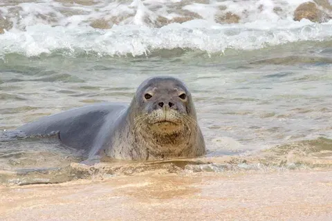 Man throws giant rock at endangered seal, gets repeatedly punched in the head and arrested