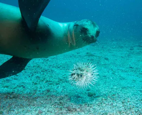 Sea lions play "pufferball"with unfortunate fish