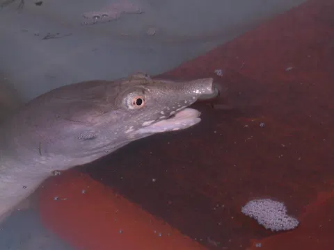 Albino softshell turtle looks like a real-life Pokémon