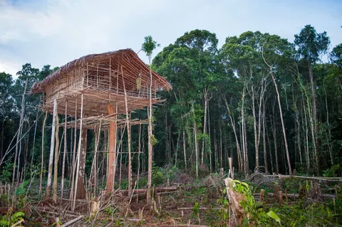 Those 100-foot Korowai tree houses are mostly built for film crews