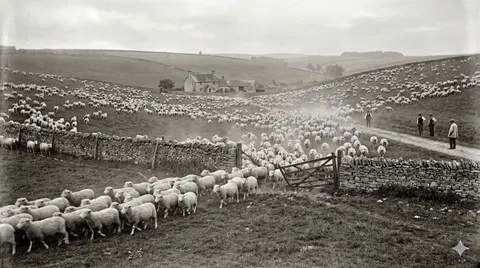 On one night in 1888, tens of thousands of English sheep fled their fields at once