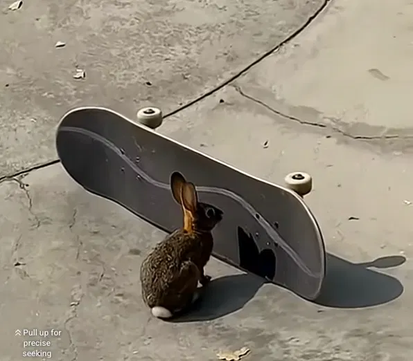 Watch a skater befriend a rabbit at the skatepark