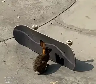 Watch a skater befriend a rabbit at the skatepark