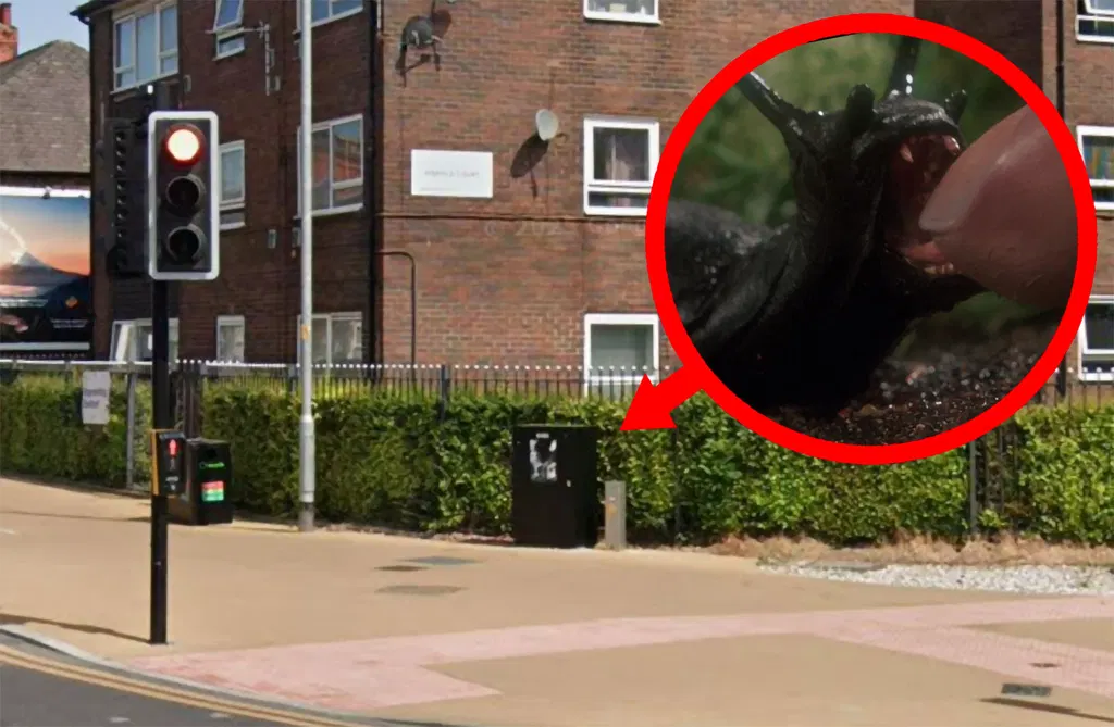 Slugs blamed for broken traffic lights