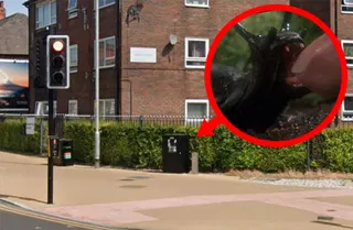 Slugs blamed for broken traffic lights