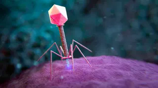 Large genome models used to design new viruses