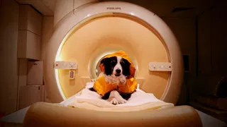 Dogs can tell if you're scared or sad