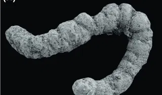 Did poop enable the evolution of complex animals?