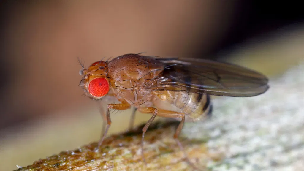 Fruit flies remember their larval diet, which influences their longevity