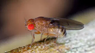 Fruit flies remember their larval diet, which influences their longevity