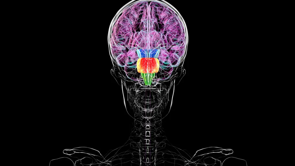 Contrary to some reports, you don't have two brains