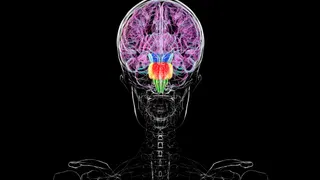 Contrary to some reports, you don't have two brains