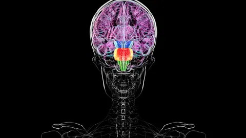 Contrary to some reports, you don't have two brains