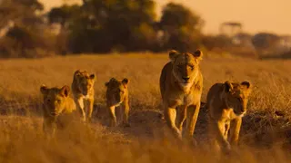Lions and cheetahs and chimps, oh my: a spotlight on Africa's diverse wildlife