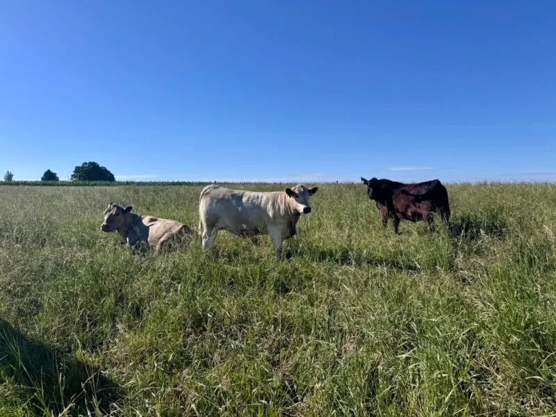 Ag economist says heifer retention increases, but cattle herd expansion remains uncertain