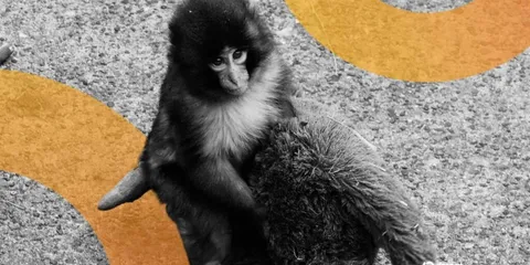 Americans Arrested in Japan for Entering Punch the Monkey’s Zoo Home to Promote Meme Coin
