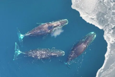 Arctic Sea Ice Helped Some Bowhead Whales Survive Centuries of Industrial Whaling